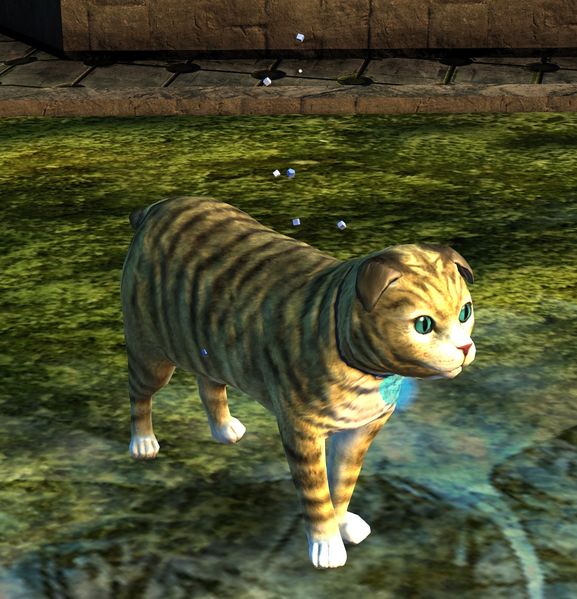 File:Bee Dog Cat.jpg