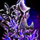Branded Shield.png