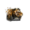 Juvenile Tiger.png