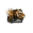 Juvenile Tiger.png