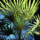 Tropical Bush.png