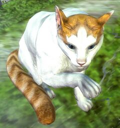 Cat (orange van).jpg