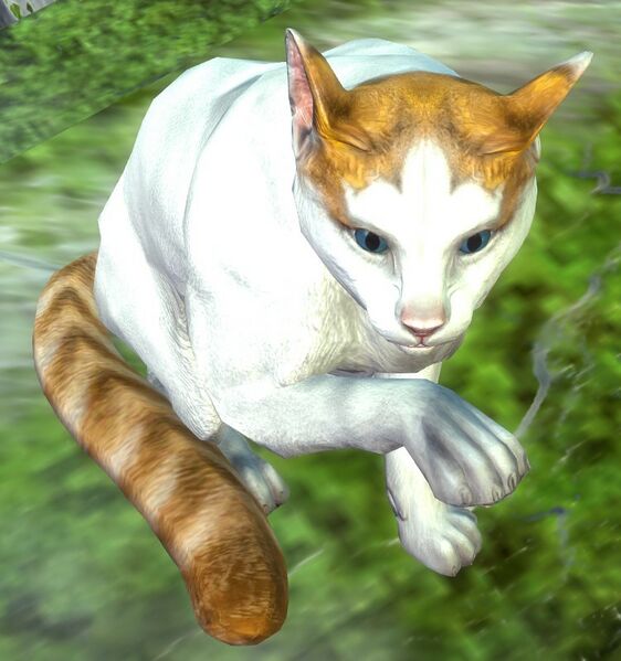 File:Cat (orange van).jpg