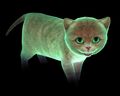 Holographic Kitten.jpg