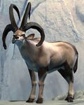 Longhorn Sheep.jpg