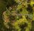 Auric Basin chests Tarnished Treetop 1.jpg