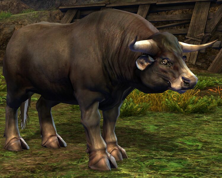 File:Black Cow.jpg