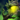 Nightmare Scepter.png