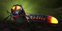 Plump Beetle Larva.jpg