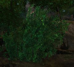 Trembling Bush.jpg