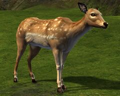 Doe.jpg