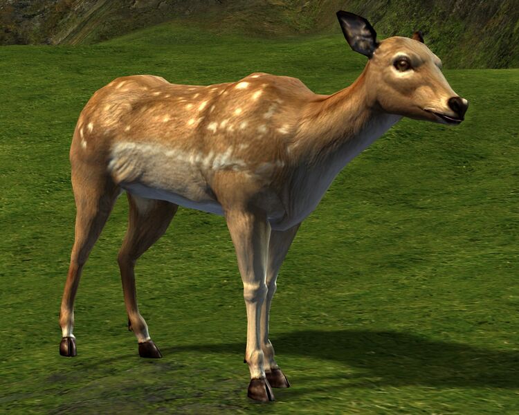 File:Doe.jpg