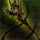 Zhaitan's Insight.png