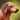 Mini Dachshund.png