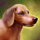 Mini Dachshund.png