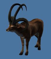 Mini Longhorn Sheep.jpg