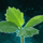 Germinate Blackberries.png