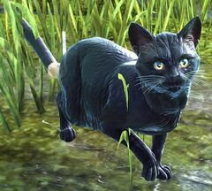 Panther.jpg