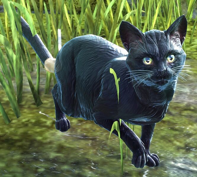 File:Panther.jpg