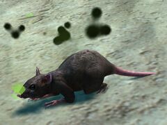 Plague Rat.jpg