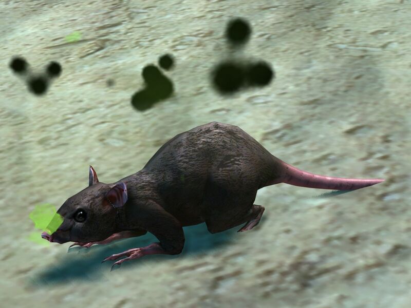 File:Plague Rat.jpg