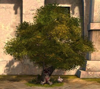 Quiet Woods Chair asura female.jpg