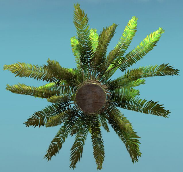 File:Island Fern (Large) bottom.jpg