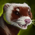 Mischievous Ferret Warclaw Skin.png