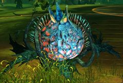 Triggerblossom.jpg