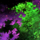 Branchless Bush.png