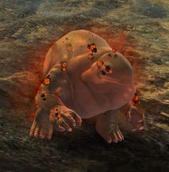 Crazed Quaggan (Barrier Camp).jpg