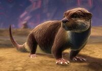 River Otter.jpg