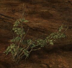 Soft Marsh Plant.jpg