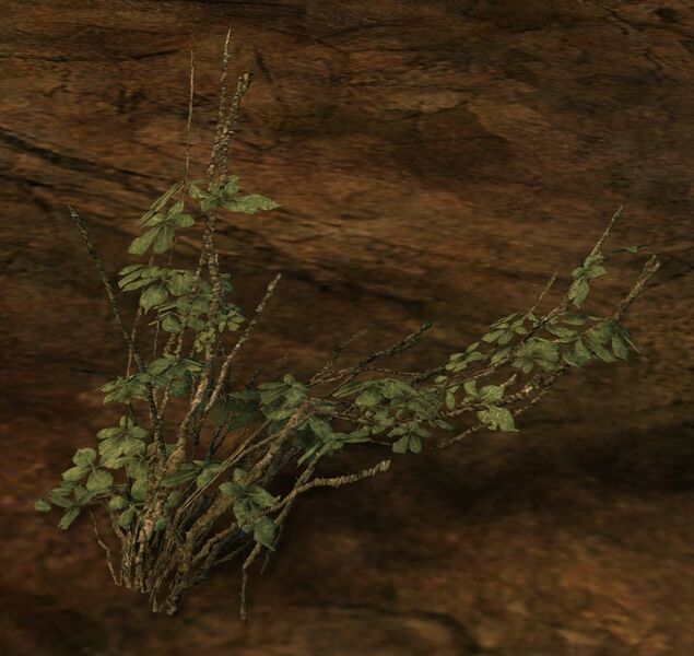 File:Soft Marsh Plant.jpg