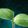 Germinate Butternut Squash.png