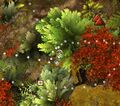Thumbnail for version as of 20:10, 16 May 2026