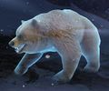Bear.