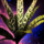 Hardy Island Fern.png