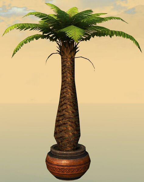 File:Potted Fern Tree side.jpg