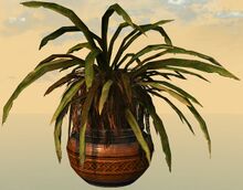 Potted Junglerice side.jpg